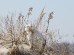 Snowy Owls At Breezy Point Queens Ny